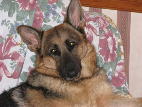 kate gsd