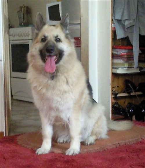 katie gsd