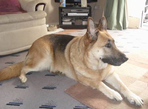 kaya gsd