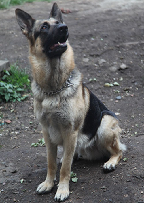 kyzer gsd