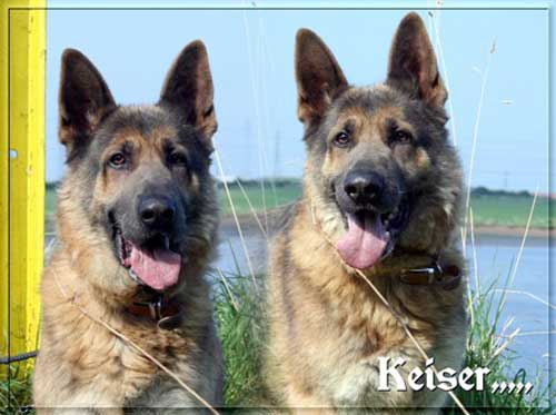 keiser lovely big gsd