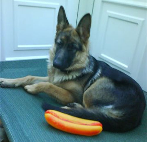 kelshi gsd girl