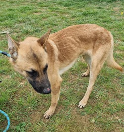 Urgent Home Needed for Kenny
