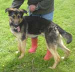 1 year old Kev in kennels for months