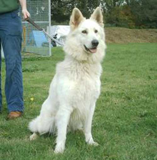 kez the white gsd