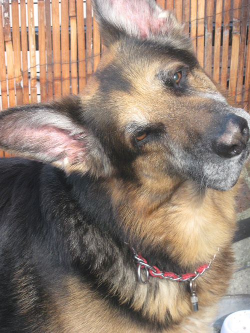 khan 11 year old german shepherd