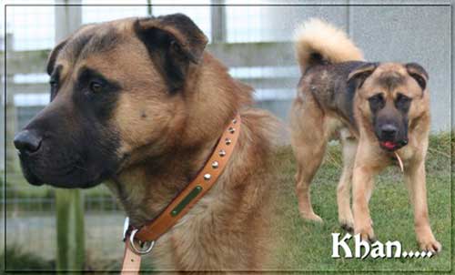 khan young gsd akita cross