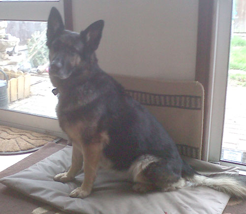 kiki older gsd