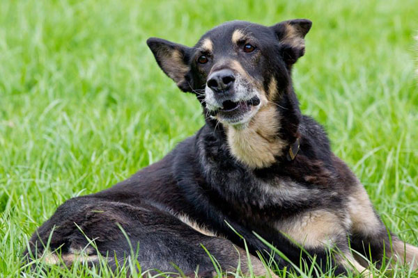 king the iolder gsd on our 2014 calendar