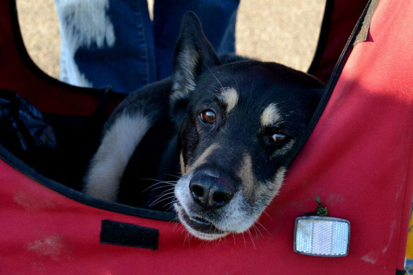 king the gsd in his doggy hut