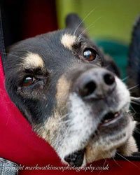 King, abused German Shepherd Dog