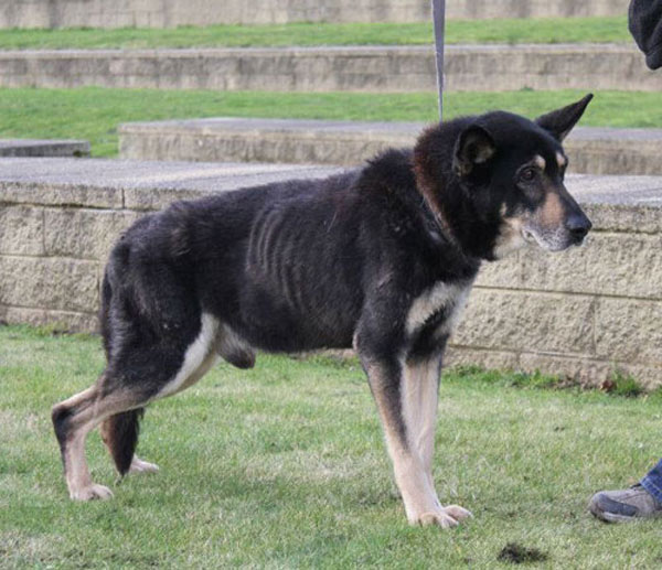 king abused and neglected german shepherd