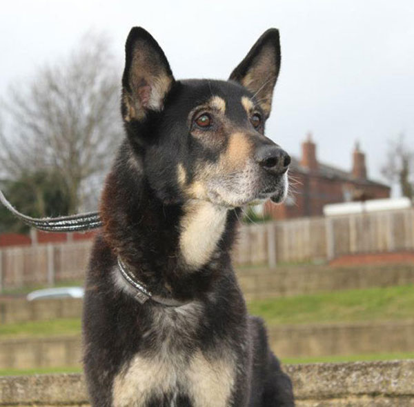 King the abused german shepherd has a beautiful face