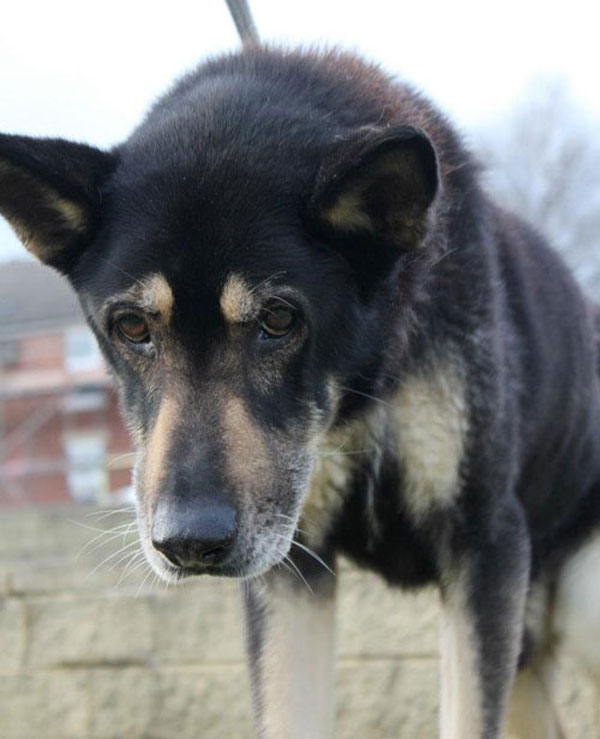 king the abused gsd with a very sad face