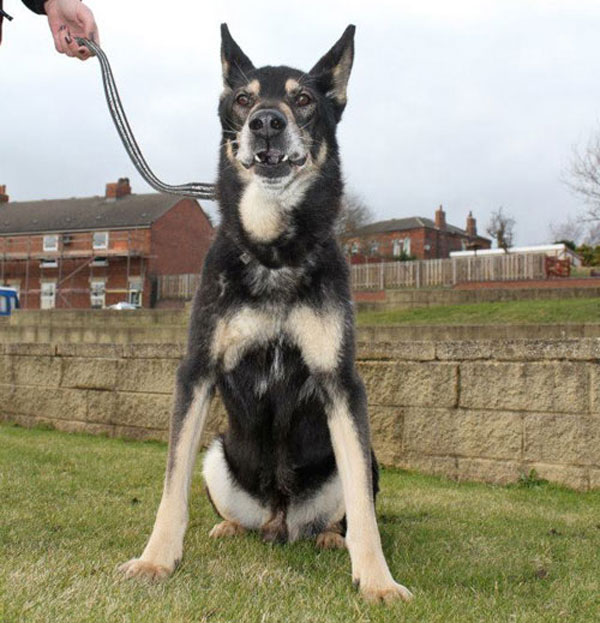 king the german shepherd that looks like he is smiling