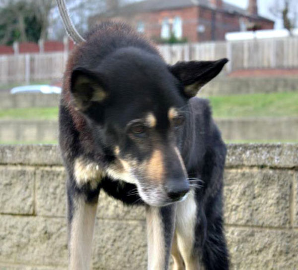 a very sad looking abused german shepherd