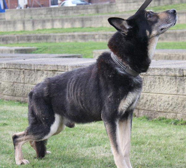 a very thin pitiful looking german shepherd