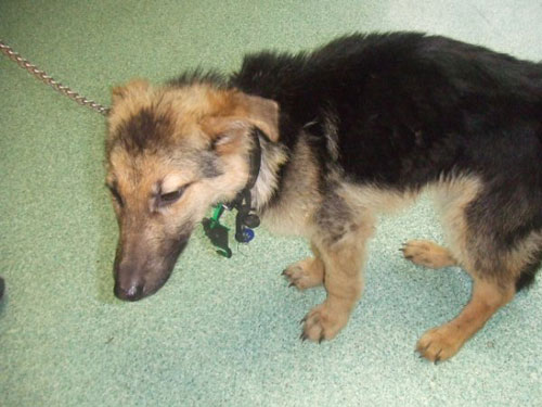 kingston cruelty case