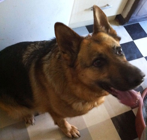 keira gsd looking for a home