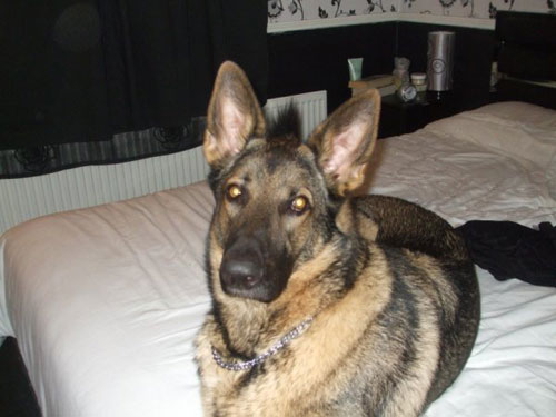 kobi gsd