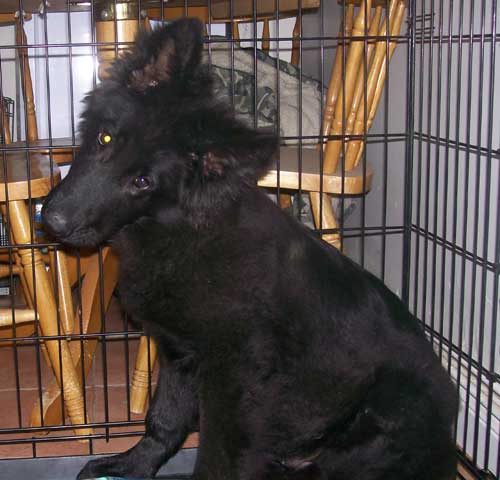 kola cute black gsd puppy