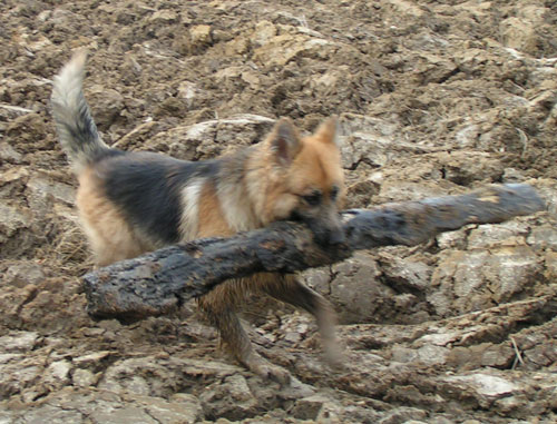 kyan carrying a huge log