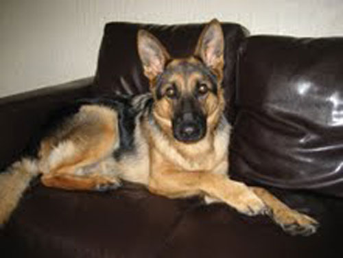 lady gsd