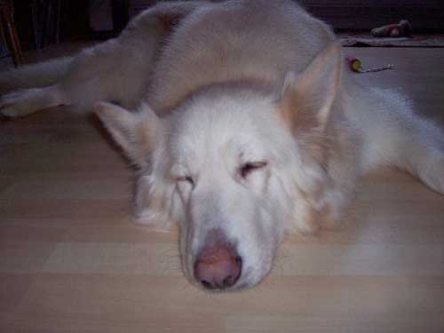 lana the white german shepherd fast asleep