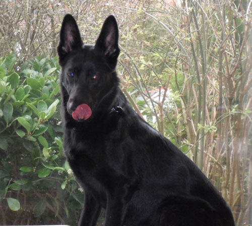 lara black gsd