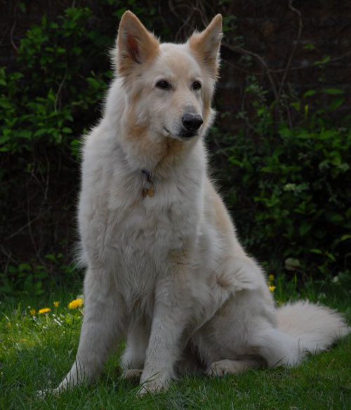 odin the large white german shepherd