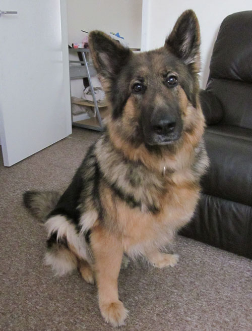 lass gsd
