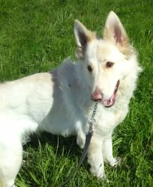 layla white gsd