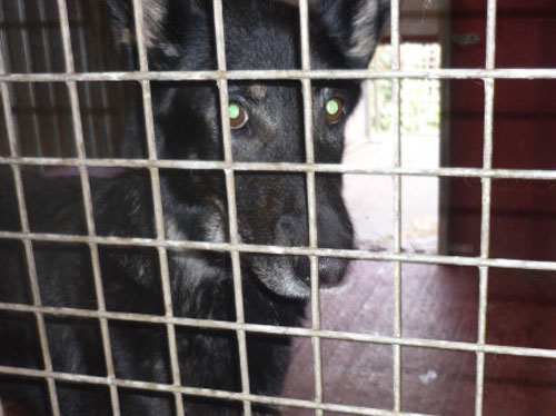 libby locked in a cage in the pound