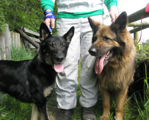 libby and her gsd friend Buster at the kennels