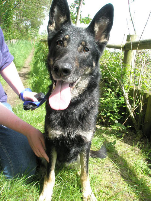 libby with shiny coat having put on some weight and smiling