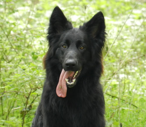 black gsd with big long tongue