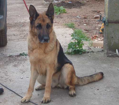 lizzie the german shepherd