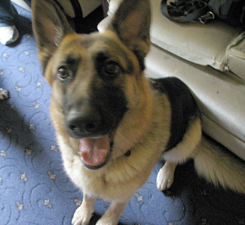 lj young gsd