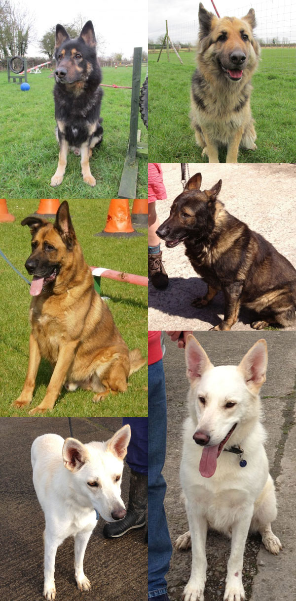 german shepherds in kennels over 6 mths