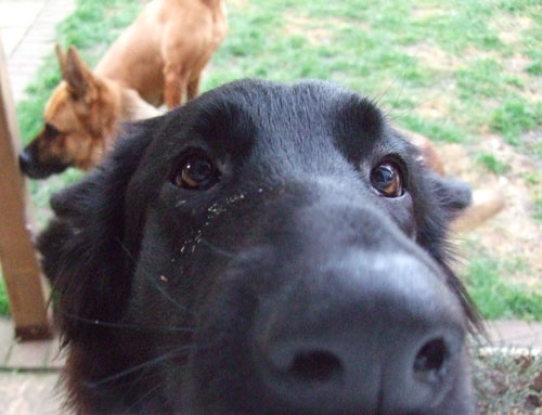 black german shepherd staring