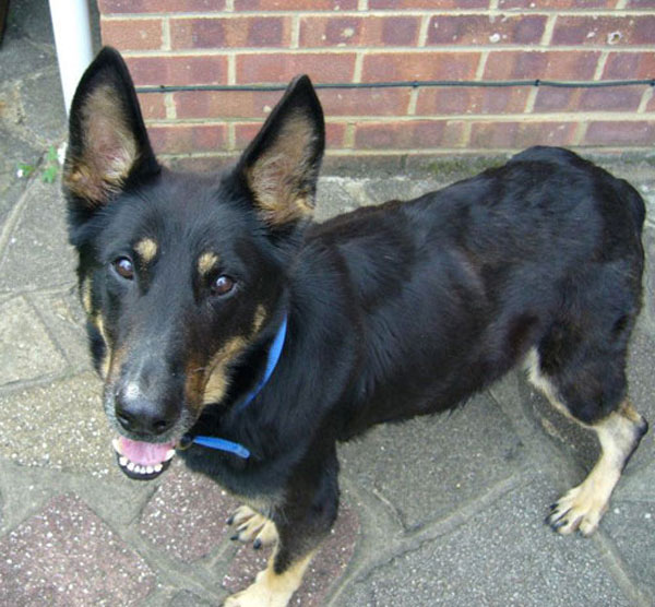 lottie heavily pregnant abandoned gsd