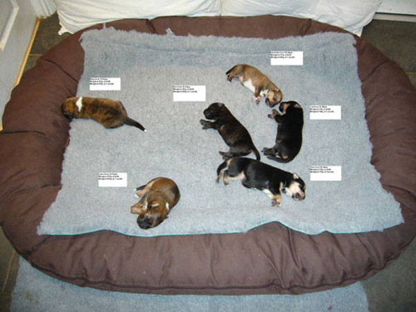 6 new born puppies named after the olympic dressage and show jumping winners