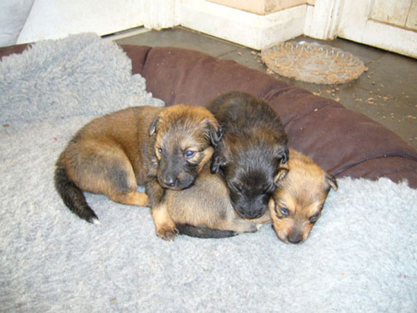 3 of Lottie's puppies
