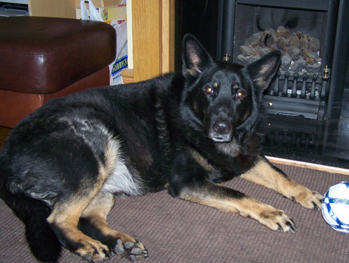 louie lovely older gsd