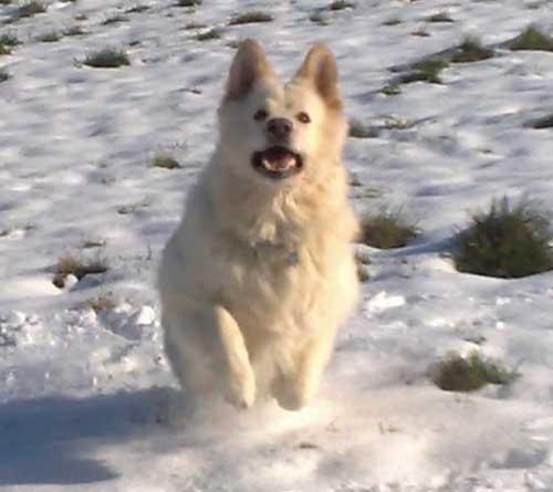 white gsd in the snow