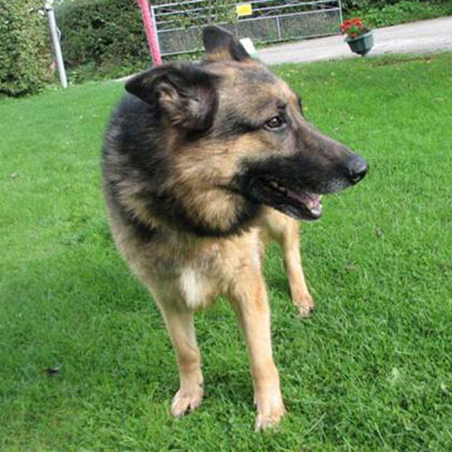 lucky gsd