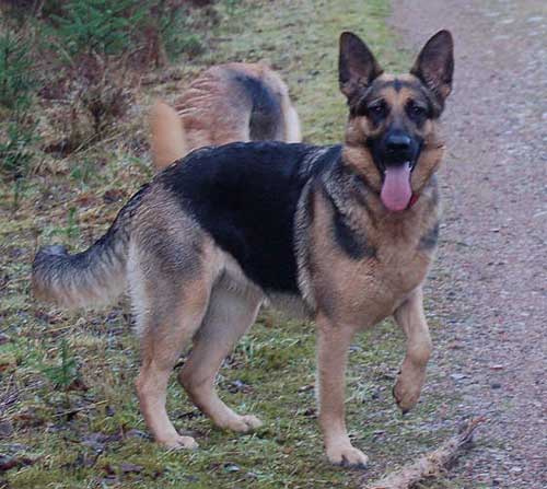 lucy the gsd enjoying her walk