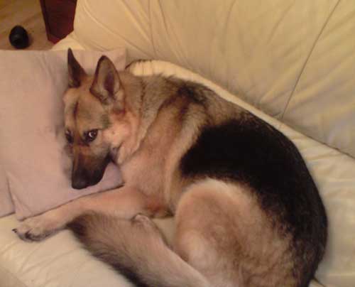 lucy with her head on the pillow