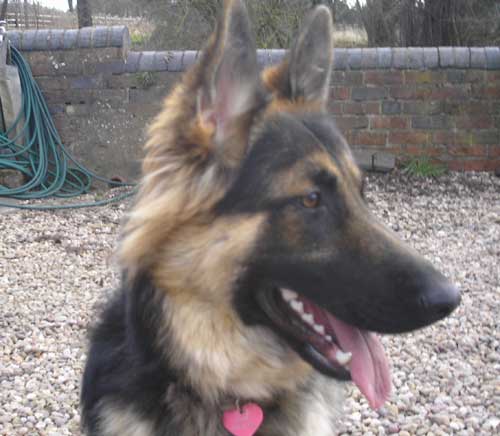 Lucy the german shepherd rescued as a pup