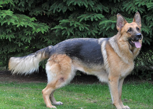 Lulu - stunning looking German Shepherd